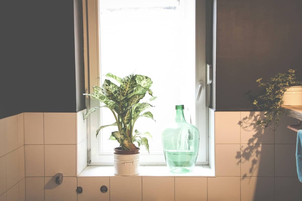 How to Look After Your Bathroom Plants